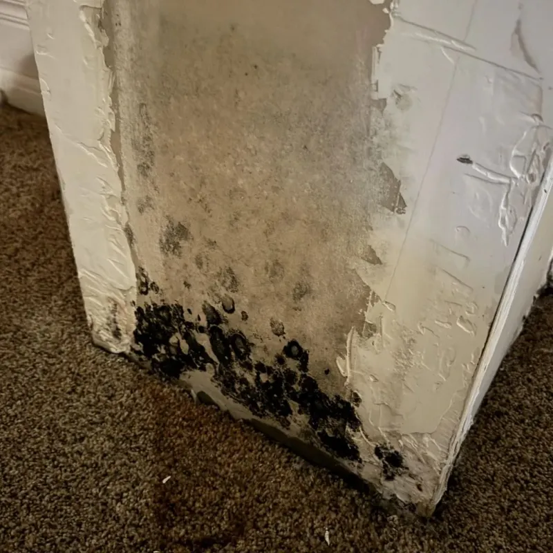 Professional Mold Removal in Cleveland, FL